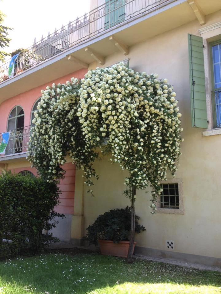 Villa Cisano Residenza D'Epoca Bardolino Exteriér fotografie
